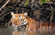 Sundarban Tiger Reserve Set to Reopen Its Gates to Tourists as COVID-19 Lockdown Eases