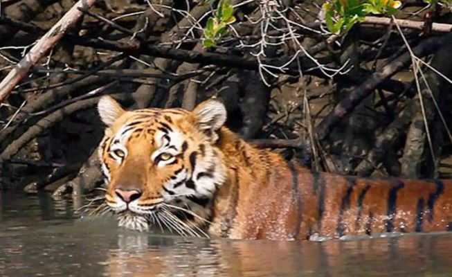 Sundarban Tiger Reserve Set to Reopen Its Gates to Tourists as COVID-19 Lockdown Eases